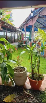 two plants in large pots sitting on a patio at Hotel la Cueva Limon in Puerto Limón