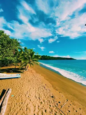 a sandy beach with palm trees and the ocean at Kinkajoungalows - Amaya Family, Drake Bay, Osa Peninsula in San Pedrillo