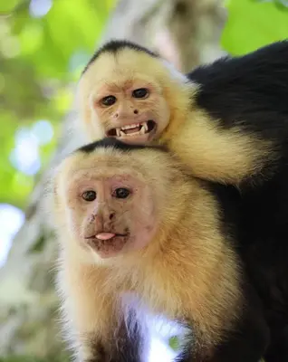 two monkeys are sitting on top of each other at Kinkajoungalows - Amaya Family, Drake Bay, Osa Peninsula in San Pedrillo