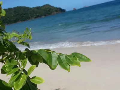 a view of the beach from behind a tree at Gray Beach House in Potrero