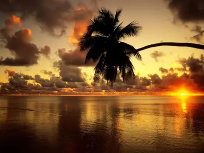 a palm tree on the beach with a sunset at Gray Beach House in Potrero
