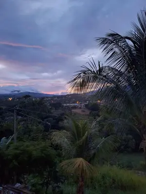 a view of a palm tree in a forest at Victoria House in San Isidro