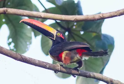 a toucan sitting on a tree branch at Casa Victoria Alojamiento in San Isidro