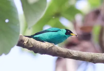 a blue bird sitting on a tree branch at Casa Victoria Alojamiento in San Isidro