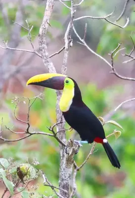 a toucan perched on a tree branch at Casa Victoria Alojamiento in San Isidro