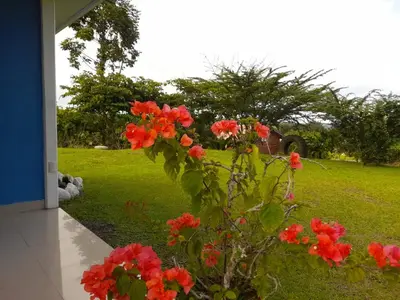 a plant with red flowers next to a house at Casa de Campo Heliconia in Fortuna