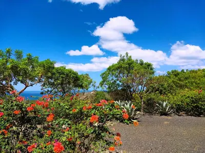 a field of flowers with the ocean in the background at Casa de Iluminacion - Gorgeous 5-BR oceanview Villa with private infinity Pool in Brasilito