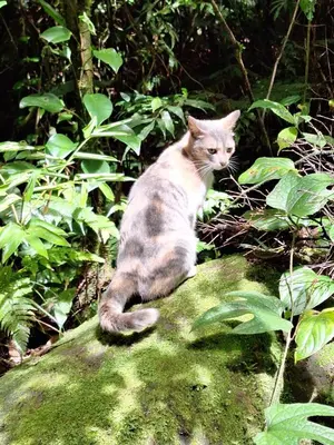 a cat sitting on top of a rock at Hospedaje Bosque del Río in Monteverde Costa Rica