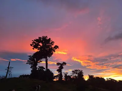a sunset with two trees on a hill at Hospedaje Bosque del Río in Monteverde Costa Rica