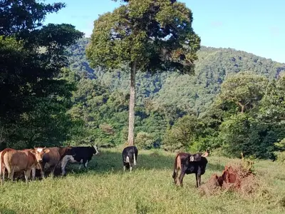 a group of cows grazing in a field with a tree at Hospedaje Bosque del Río in Monteverde Costa Rica
