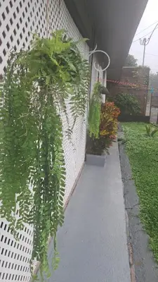 a plant is growing on the side of a building at Apartamento La Fortuna #2 in Fortuna