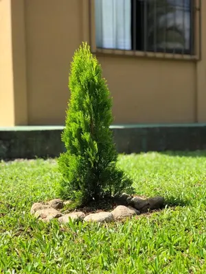 a small pine tree in the middle of a lawn at Casita el jardin in Bijagua