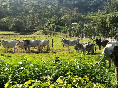 a herd of cows standing in a field at Casita el jardin in Bijagua