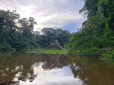 a river in the middle of a forest at Hotel Casa THIREMA Tortuguero in Tortuguero