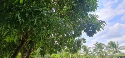 a large tree with green leaves in front of a house at Sleep&Go! Cabina Cuadruple en Siquirres Centro - and rafting tour! in Siquirres