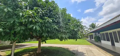 a tree in a yard next to a building at Sleep&Go! Cabina Cuadruple en Siquirres Centro - and rafting tour! in Siquirres