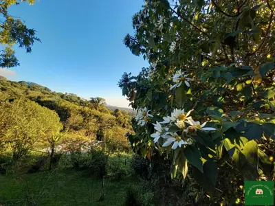a tree with white flowers on it in a field at Casa de Montaña Tica Linda in Monteverde Costa Rica
