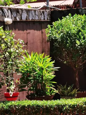 a group of plants in pots next to a wall at Sunrise House in Quepos