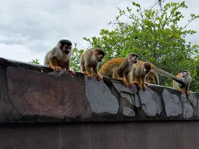 a group of monkeys sitting on top of a wall at Sunrise House in Quepos