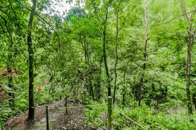 a forest with green trees and a fence at Lost Pools Bungalow in Uvita