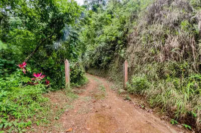 a dirt road in the middle of a forest at Lost Pools Bungalow in Uvita
