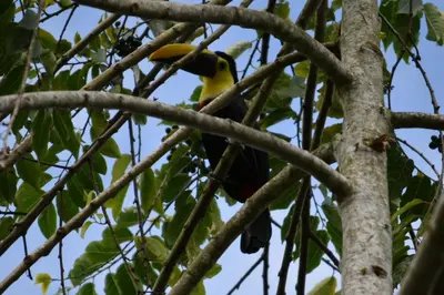 a yellow and black bird perched on a tree branch at Hotel Roca Negra Del Arenal in Fortuna