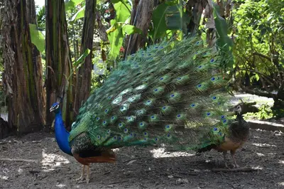 a peacock with its wings out in a forest at Hotel Roca Negra Del Arenal in Fortuna
