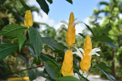 a group of yellow and white flowers on a tree at Hotel Roca Negra Del Arenal in Fortuna
