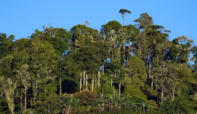 a tall forest of trees with a tall tree at Arte de Plumas birding lodge in Cartago