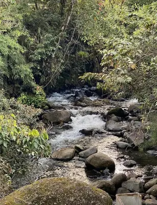 a stream of water with rocks in a forest at Arte de Plumas birding lodge in Cartago