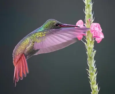 a hummingbird is flying next to a pink flower at Arte de Plumas birding lodge in Cartago