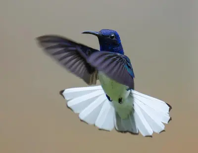 a bird flying in the air with its wings out at Arte de Plumas birding lodge in Cartago