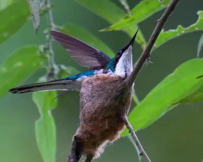 a hummingbird perched on a branch of a tree at Arte de Plumas birding lodge in Cartago
