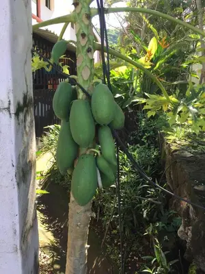 a bunch of green fruit hanging from a tree at Valle Dorado 9 in Coco