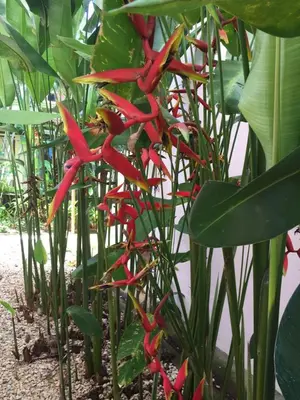 a group of red flowers on a plant at Valle Dorado 9 in Coco