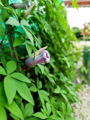 a purple flower on a bush with green leaves at Mary's House in Libertad