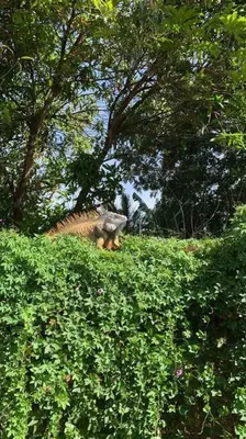 a turkey walking up a hill in the grass at Mary's House in Libertad