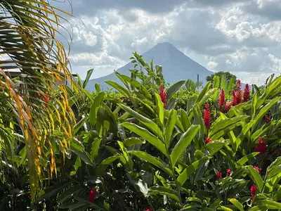 a mountain in the distance with a bunch of flowers at La fortuna cabañas Kwepal vista al volcan Arenal in Fortuna