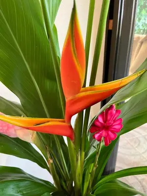 a red and yellow flower and some pink flowers at Bali inspired Casa Cascada w Jungle views pool in Quepos