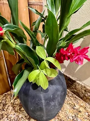 a black vase with a plant and red flowers at Bali inspired Casa Cascada w Jungle views pool in Quepos
