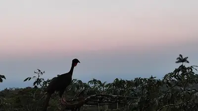 a bird standing on top of a tree branch at Río Celeste Nature View in Upala