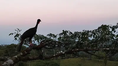 a bird sitting on top of a tree branch at Río Celeste Nature View in Upala