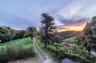 a tree on a hill with a dirt road at Cougar Monteverde in Monteverde Costa Rica