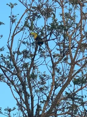 a bird perched on the top of a tree at Cabaña Rana Verde in Monteverde Costa Rica