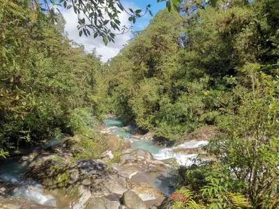 a stream in the middle of a forest with trees at The Dreamcatcher Bus in Sarchí
