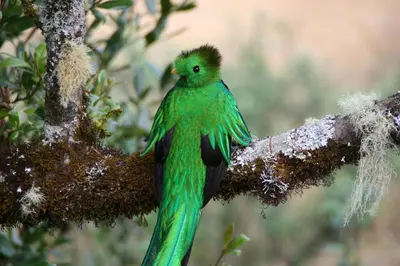 a green bird sitting on a tree branch at Dantica Cloud Forest Lodge in San Gerardo de Dota