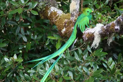 a green bird perched on a tree branch at Dantica Cloud Forest Lodge in San Gerardo de Dota