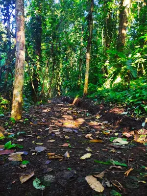 a dirt trail in the middle of a forest at Amphibia House in Agua Azul