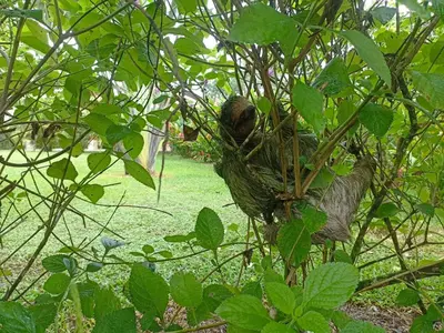 a tree with a bunch of leaves on it at Villa Ceiba in Fortuna