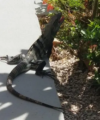 a lizard standing on a sidewalk with its mouth open at New Hill top Home with a Beautiful Tropical View in Esperanza